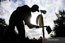 IKN catat rekor penanaman pohon di taman kota terbanyak