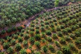 BRIN sebut Indonesia bisa jadi produsen biogas sawit dunia