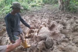 Premature Sumatran elephant found dead in Aceh