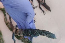 Forestry Ministry stops lizard smuggling attempt at Soekarno-Hatta