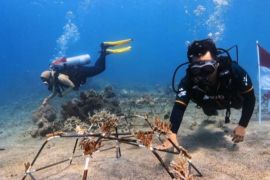 Auriga transplantasi terumbu karang di Halteng peringati HUT RI