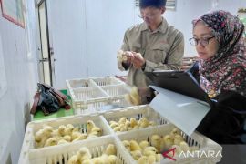 DPKH Kaltim pastikan jaminan mutu bibit unggul ayam pedaging