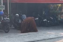 Orangutan Solo Safari lepas hebohkan warga