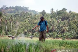 Petani Sidodadi Pesawaran minta sumur bor karena debit air sungai menurun