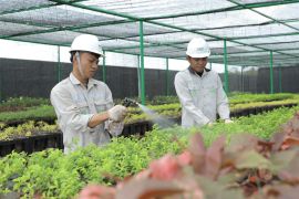 IMIP tingkatkan pembibitan untuk ruang terbuka hijau 1.937 Ha