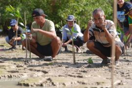 HUT ke-81 RI, KKP tanam 5.000 bibit mangrove di Rote Ndao NTT