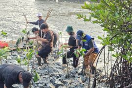 TPS tanam 3.000 bibit magrove guna jaga keseimbangan pesisir Surabaya