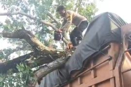 Pohon tumbang timpa truk di Desa Pematang tengah, Polisi bergerak cepat evakuasi lokasi