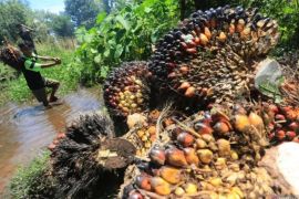 Harga TBS sawit di Riau periode 19-25 Agustus turun jadi Rp3.834,39 per kg
