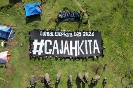 Coalition calls for sanctuary status for Seblat elephant habitat