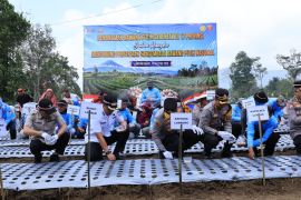 Bupati Lampung Barat tanam bawang putih guna dukung swasembada nasional