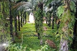 Pemkab Pasaman Barat realiasikan PSR seluas 215 hektare