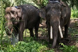 Two protected elephants relocated to E Kalimantan zoo