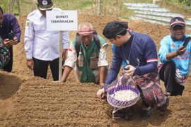 Trenggalek kembangkan budi daya bawang putih dukung swasembada pangan