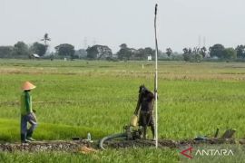 Pemkab Bekasi cegah produksi pertanian turun imbas 1.354 ha sawah terancam kekeringan