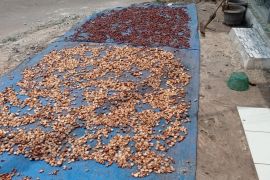 Harga kakao kering di Lebak tembus Rp60 ribu per kg