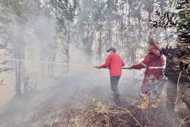 South Kalimantan urged to step up forest fire control