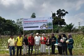 Pendampingan perkuat potensi hortikultura KWT Kirana Tani menuju Pasar Modern