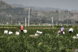 Pemkab Bantul menerima aspirasi petani bawang merah soal produktivitas