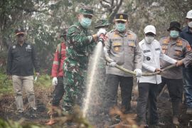 Luas kebakaran lahan di habitat harimau Kerumutan Pelalawan capai 300 hektare