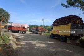 Harga jual kelapa sawit di Aceh Barat naik, dongkrak ekonomi petani