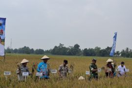 Lampung dapat target PM AAS capai 35.100 hektare di 2026