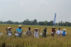 BRMP sebut panen perdana demfarm PM AAS Lampung capai 11,2 ton per hektare