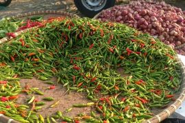 Harga cabai dan bawang di Lebak turun