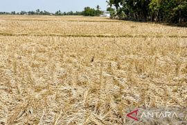 Ribuan hektare sawah di Karawang menganggur saat musim kemarau