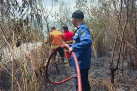 Damkar Rejang Lebong tangani lima kasus kebakaran hutan dan lahan