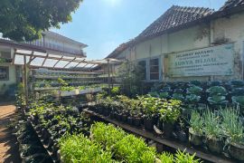 Yogyakarta optimalkan pekarangan rumah untuk bangun ketahanan pangan