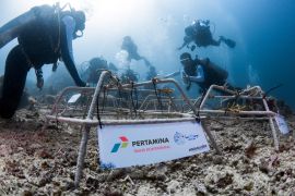 Pertamina Trans Kontinental plants 512 coral fragments