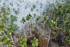 Manggala Agni Jambi padamkan karhutla di kebun pinang Tanjab Barat