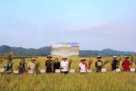 Pemkab Parimo salurkan benih padi untuk 13.065 Hektare lahan pertanian