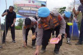 Polda Maluku tanam jagung seluas dua hektare di Buru