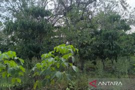 Pemkab Kepahiang terima program replanting lahan kopi 350 hektare