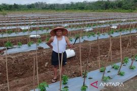 Petani semangka di Tanah Bumbu beralih budidaya cabai