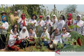Memperkuat ketahanan pangan, Kowani panen perdana sorgum di Bogor