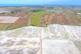 1.400 Ha lahan pertanian di Parimo terdampak kekeringan