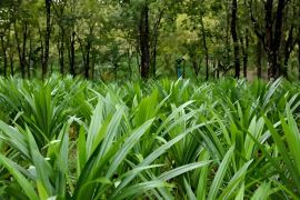 Dari Maluku ke Hainan, daun pandan jalin aroma Indonesia-China