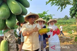 Saat Bintan memetik harapan dari ladang Kampung Kangboy