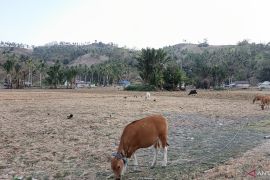 Harga ternak sapi di Gorontalo Utara tetap tinggi