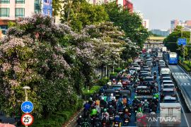 Tabebuya bermekaran, pemandangan segar di tengah hiruk-pikuk Jakarta