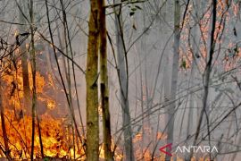 Wamenko: Penanganan karhutla Kalsel harus cepat antisipasi debit air