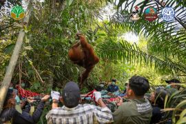 Tim gabungan BKSDA Kalbar evakuasi tiga orangutan terdampak karhutla
