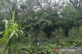 Pemkab Kepahiang usulkan tujuh varietas kopi miliki lisensi nasional
