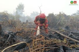 Manggala Agni catat luas kebakaran hutan dan lahan di Pelalawan Riau capai 702 hektare