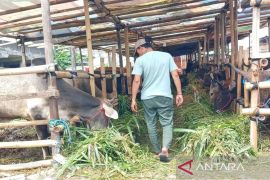 Hibah global untuk pengembangan peternakan Dompu mulai September