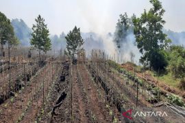 Karhutla ancam lahan pertanian siap panen di Banjarbaru