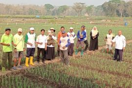 Pemkab Kulon Progo kawal penanaman bawang merah jaga produktivitas